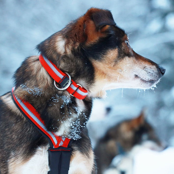 Dragråttan Collar Web