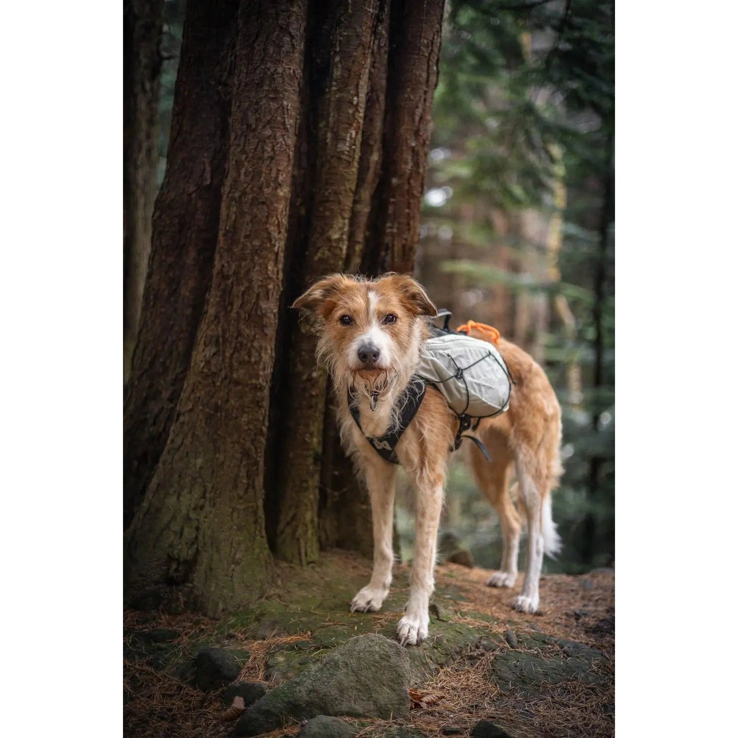 Non-stop dogwear Trail Light Dog Backpack