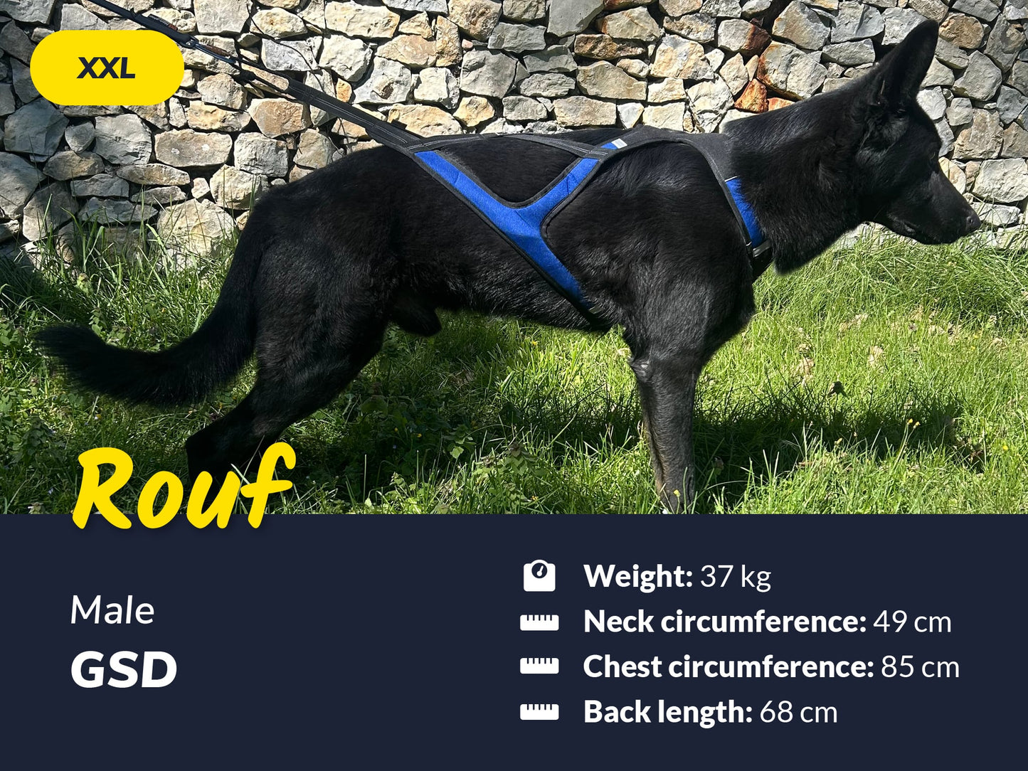 Axaeco Harness X-Shirt 2.0