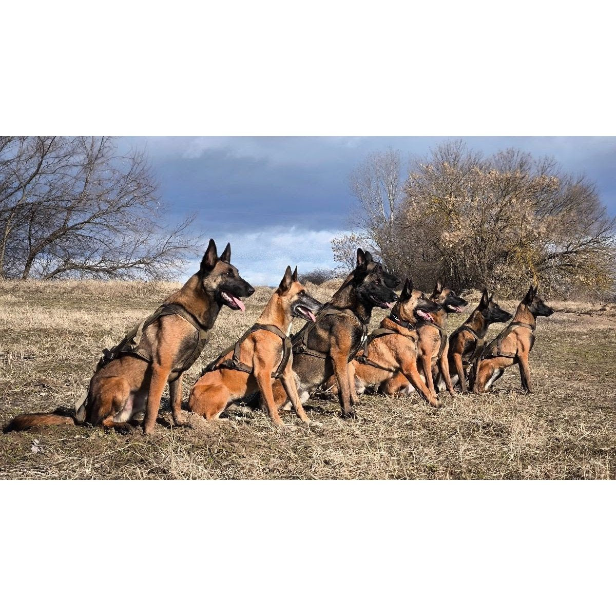 Non-stop Freemotion WD Harness + Pulling Attachment