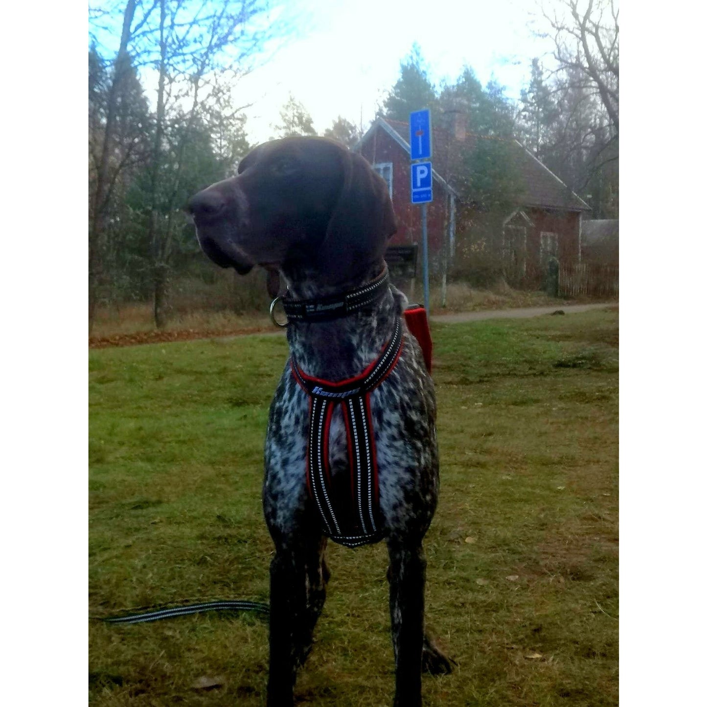 Kainpo Sprint Harness