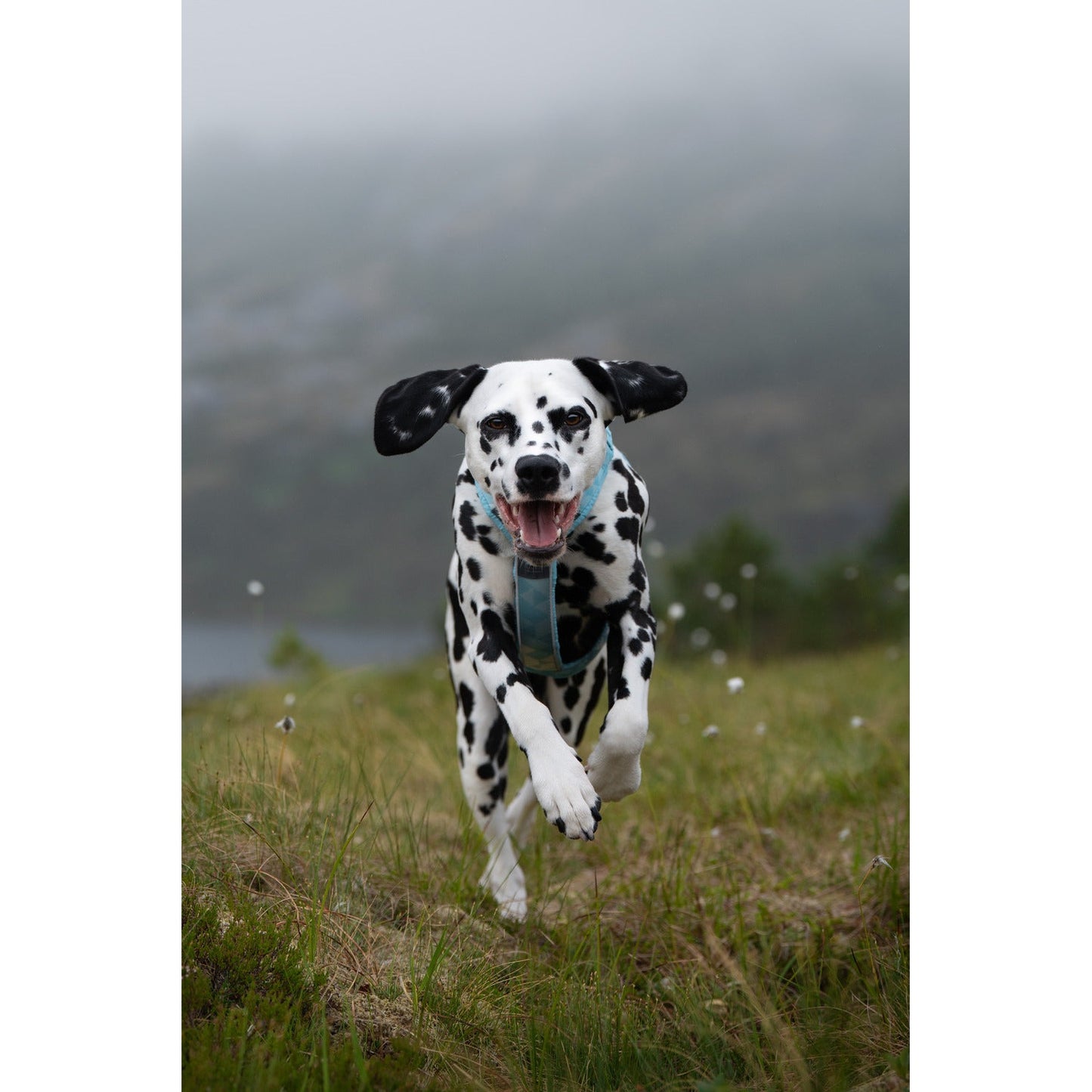 Non-stop dogwear Trekking Line Harness CLIP'N™