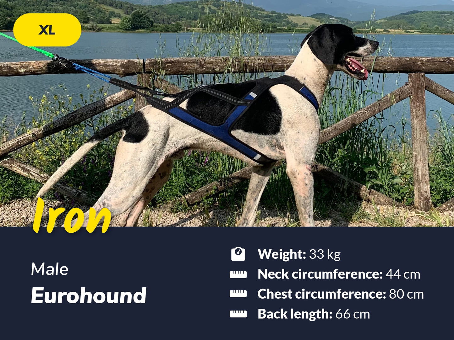 Axaeco Harness X-Shirt 2.0