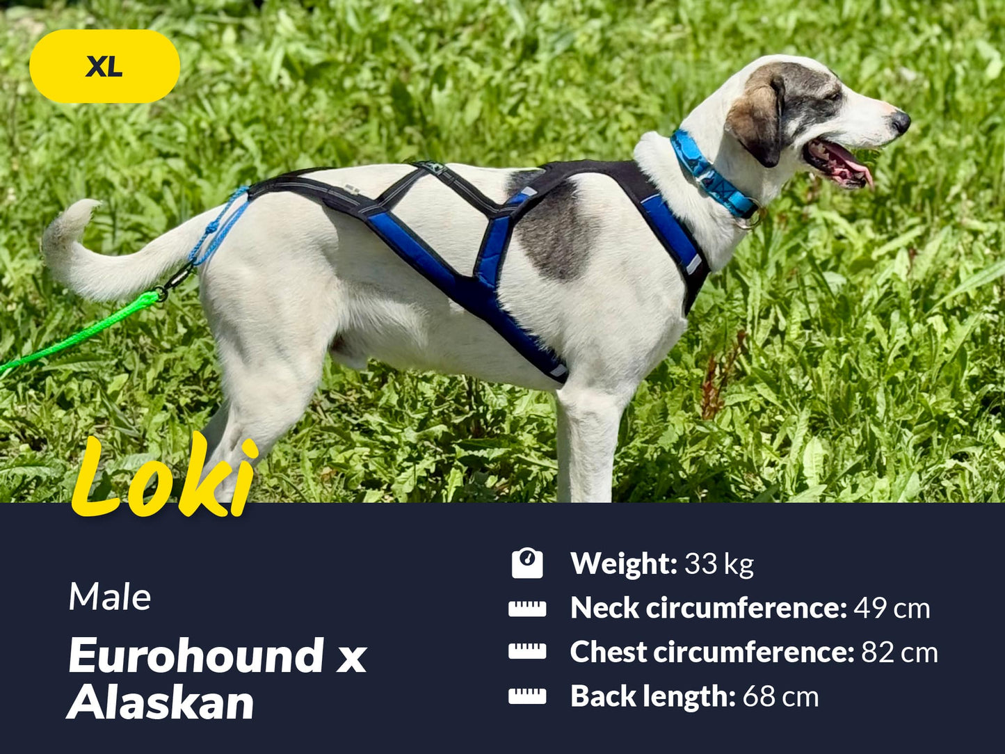 Axaeco Harness X-Shirt 2.0