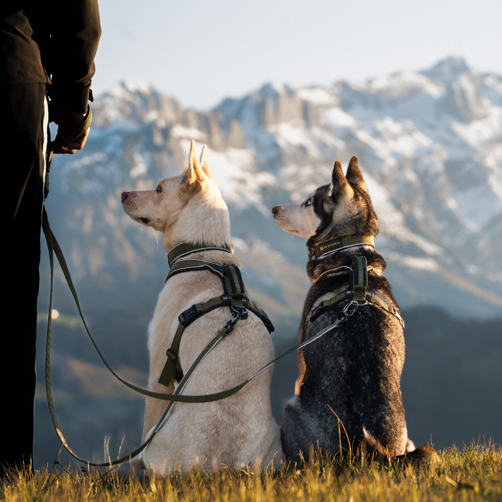V.I.P. dogwear Walker Duo Leash