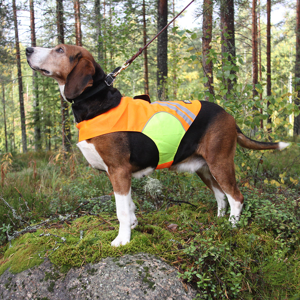 Kivalo Kajo koiran huomioliivi