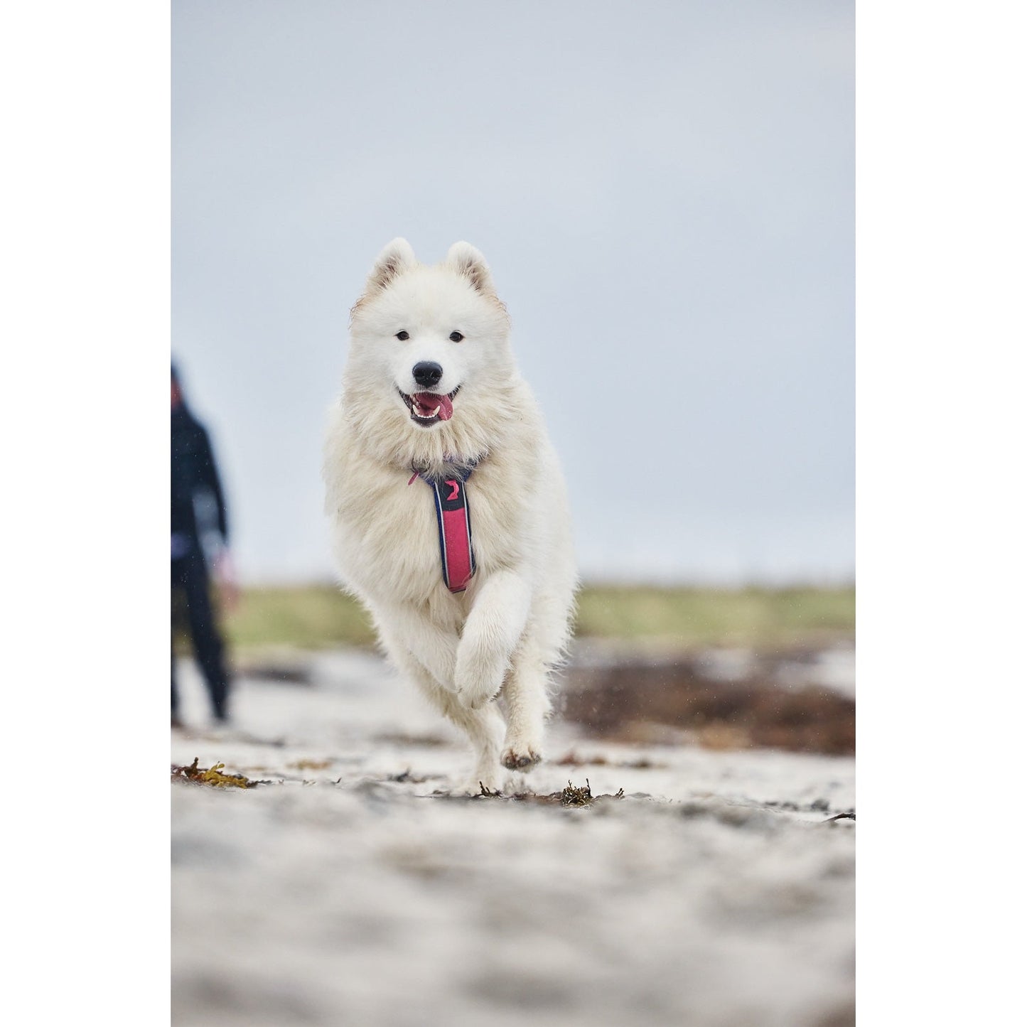 Non-stop dogwear Line harness 5.0 Rachel Pohl edition