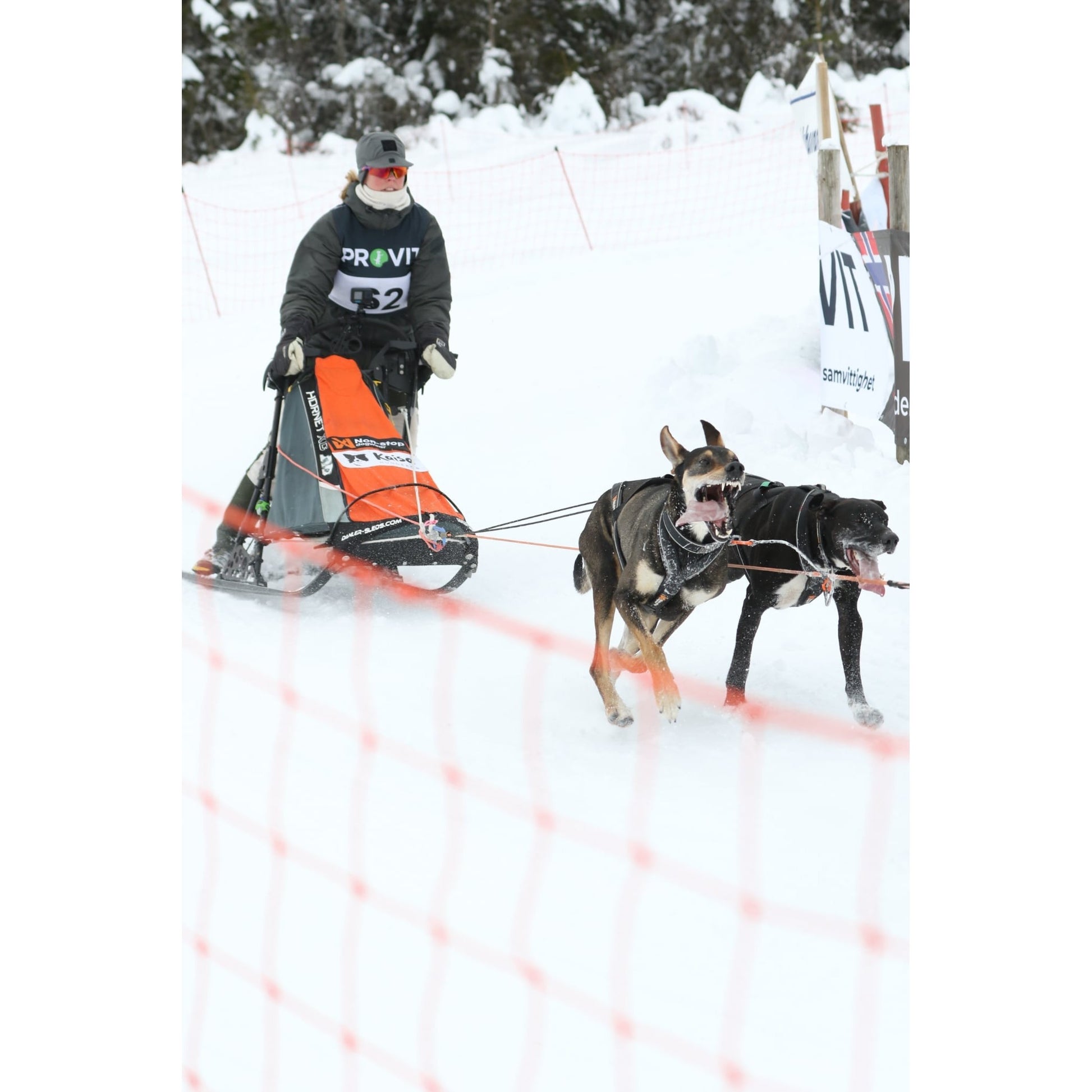 musher driving dog sled, wearing a winter cap