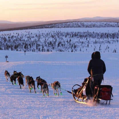 Axaeco Racing Wire Line Team Section