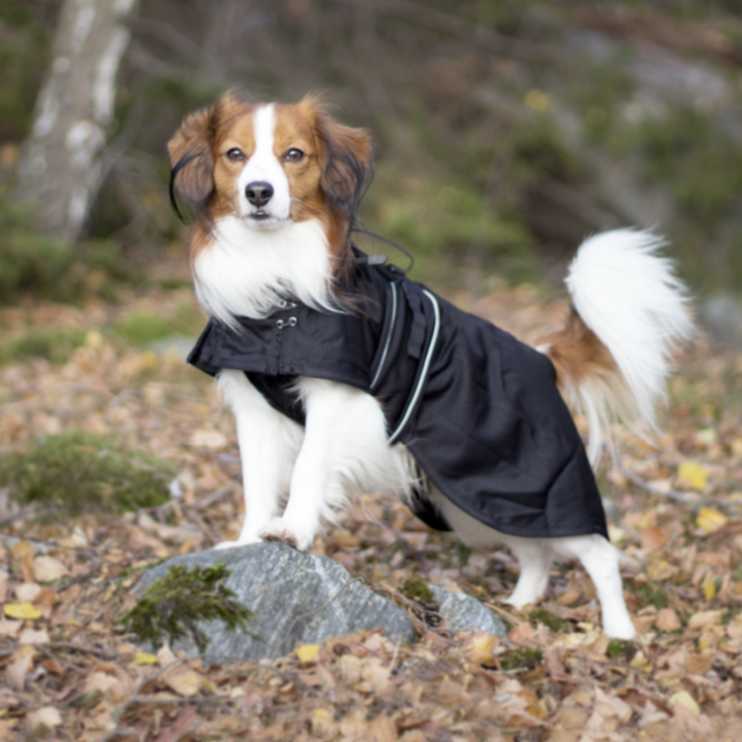 Back on Track Hunde-Netzmantel