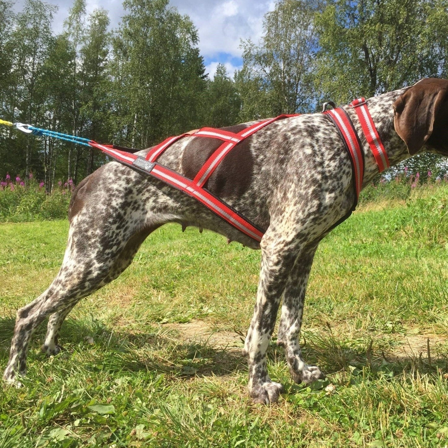 Dragråttan X-Harness