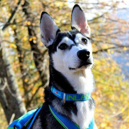 Inlandis Névé SC Collar