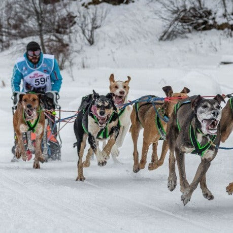 Inlandsis Polar Quest Harness