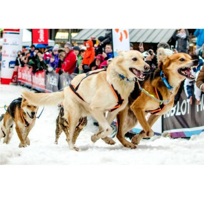 Inlandsis Polar Quest Harness