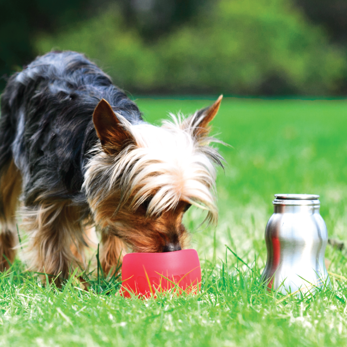 Kong H2O Stainless Steel Water Bottle 280 ml