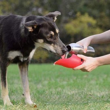 Kong H2O Stainless Steel Water Bottle 750 ml