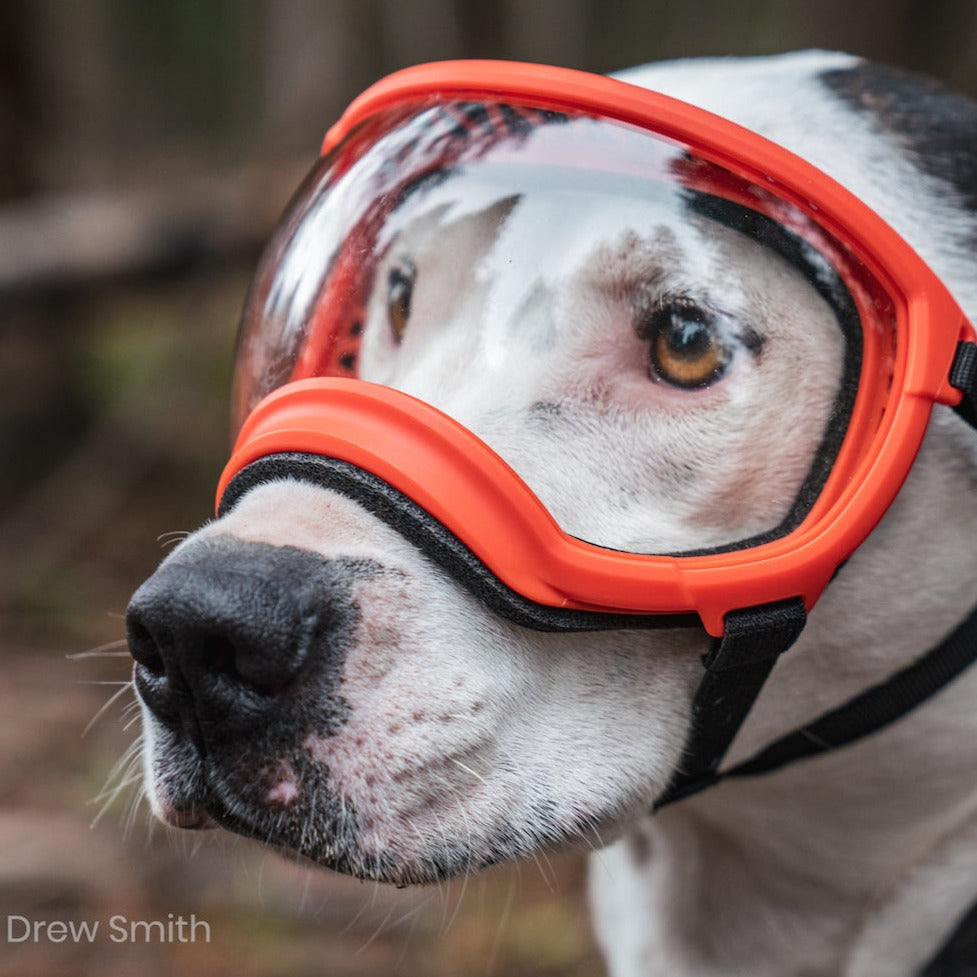 specs and goggles Rex Specs V2 Dog Goggles dog protective glasses