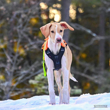 Non-stop dogwear Ramble Harness